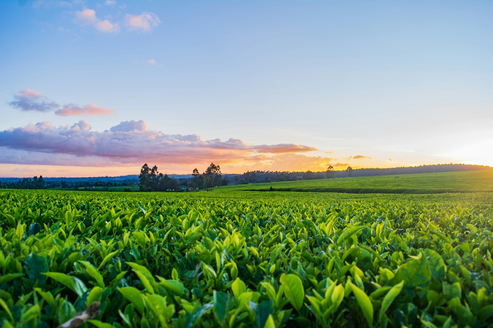 Agricultura